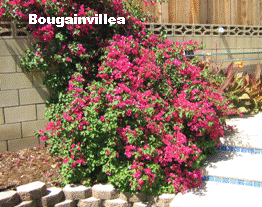 James and Mindy Jorgensens plants